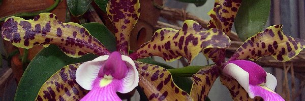 Orchidea, Kwiat