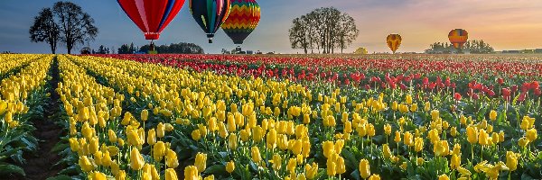Tulipanów, Balony, Kolorowe, Plantacja