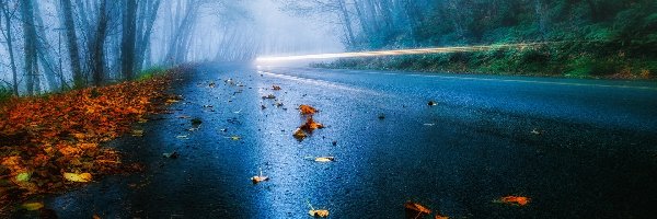 Droga, Mgła, Las, Jesień, Liście