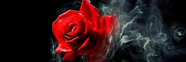 Dymek, Róża, Czerwona