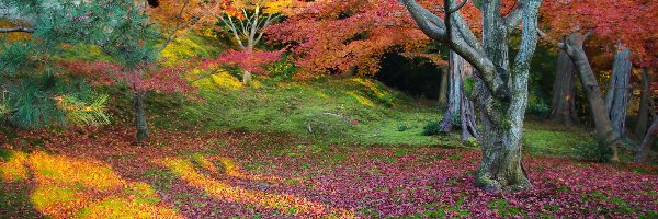 Barwy, Drzewa, Jesieni, Kolorowe