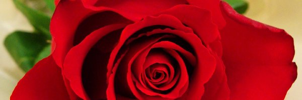 Róża, Czerwona, Piękna