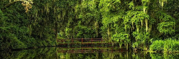 Ogród Botaniczny, Most, Południowa Karolina, Drzewa, Staw