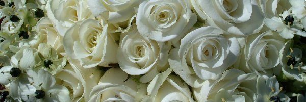 Róż, Białych, Bukiet