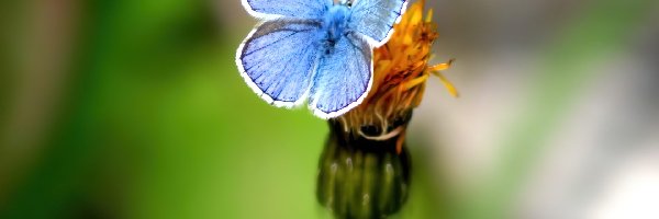 Modraszek ikar, Motyl, Niebieski