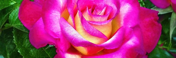 Róża, Purpurowa, Kwiat