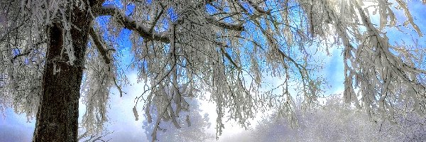 Drzewo, Słońce, Ławka, Zima