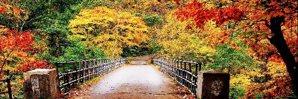Mostek, Kolorowe, Las, Jesień, Drzewa