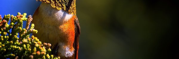 Koliber, Ptak