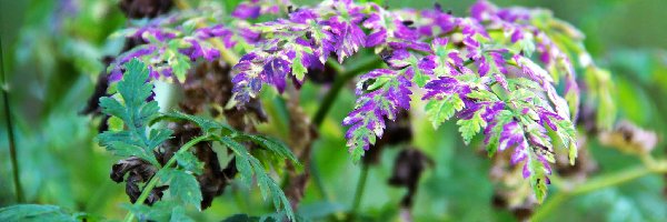 Roślinka, Fioletowa