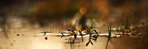 Odbicie, Woda, Rośliny