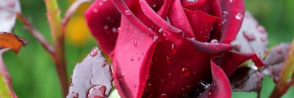 Deszczu, Krople, Róża