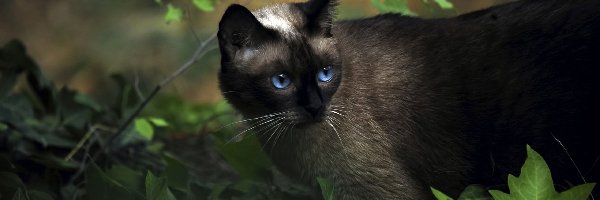 Oczy, Niebieskie, Kot