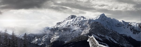 Śnieg, Wilk, Góry