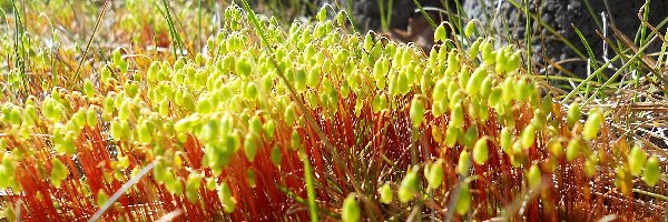 Rośliny, Trawa, Mech