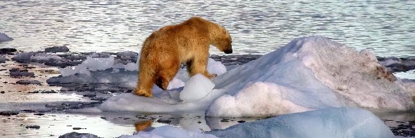 Niedźwiedź Polarny, Lód, Woda, Zima