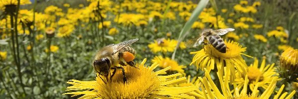 Pszczoły, Żółte, Miodne, Łąka, Kwiaty