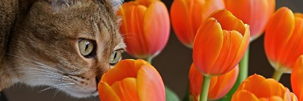 Kot, Tulipany