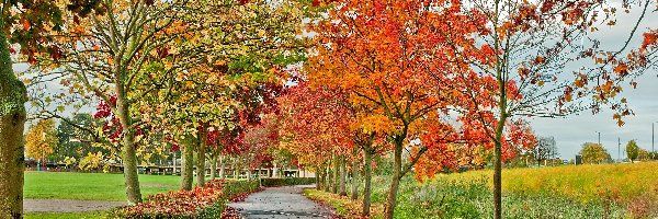 Droga, Drzewa, Kolorowe, Jesień, Liście