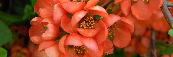 Kwiaty, Pigwa, Krzew