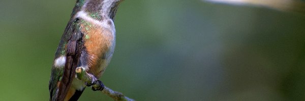 Gałązka, Koliberek Ametystowy