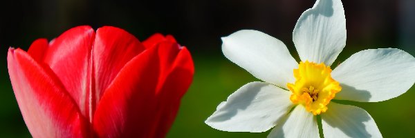 Wiosenne, Narcyz, Tulipan, Kwiaty