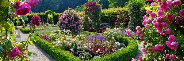 Różany, Ogród, Piękny