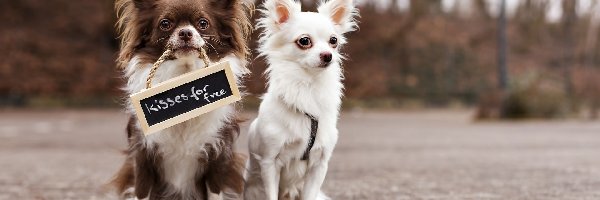 Psy, Chihuahua, Tabliczka, Pieski