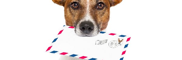List, Jack Russell Terrier, Znaczek, Pies
