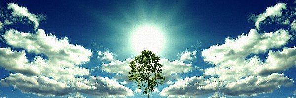 Chmury, Drzewo, Słońce, Trawa
