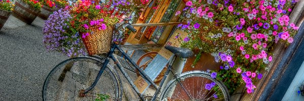 Rower, Surfinie, Kwiaty, Kwiaciarnia
