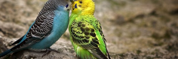 Pocałunek, Faliste, Papużki