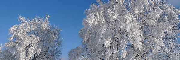 Śnieg, Szadź, Drzewa