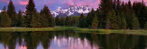 Stany Zjednoczone, Park Narodowy Grand Teton, Stan Wyoming, Drzewa, Rzeka Snake River