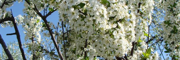 Drzewo, Kwitnące, Wiosna