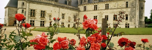 Róże, Amboise. Francja, Zamek, Ogród
