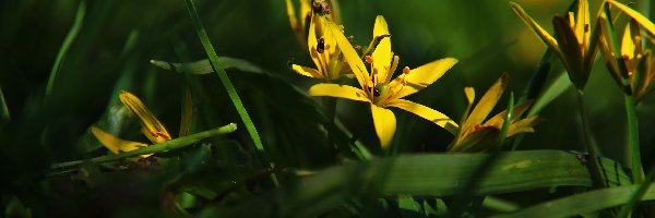 Kwiat, Złoć Żółta