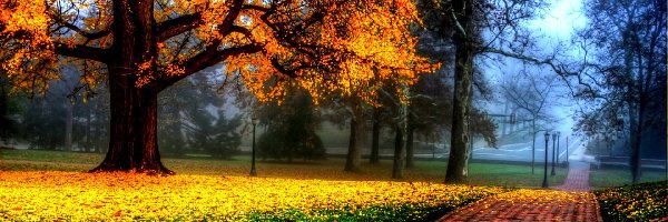 Park, Drzewa, Alejka, Jesień, Liście