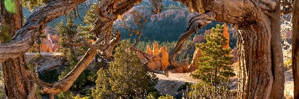 Kanion, USA, Utah, Rosochate Drzewa