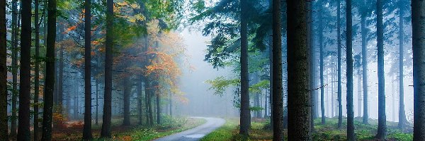 Las, Mgła, Droga, Jesień