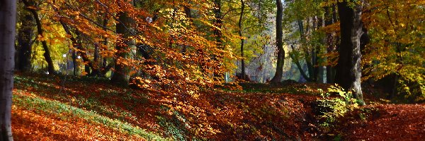 Park, Kolorowe, Jesień, Drzewa, Liście