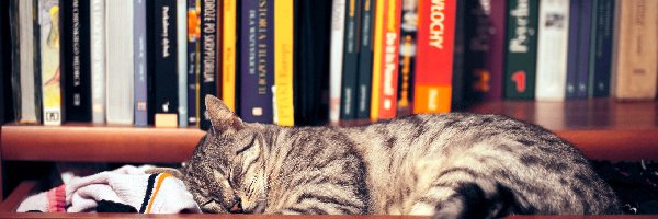 Kot, Książki, Szuflada, Śpiący