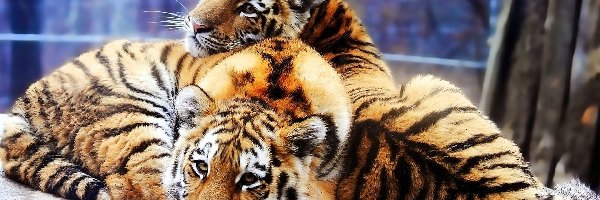Tygrysy, Młode, Dwa
