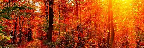 Las, Promienie, Droga, Jesień, Słońca