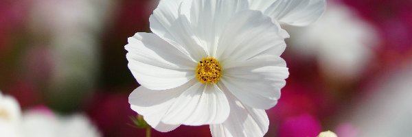 Kosmea, Biała, Kwiaty