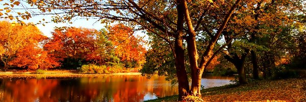 Jesień, Rzeka, Park, Liście, Żółte
