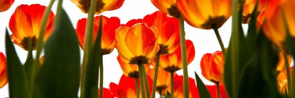 Tulipany, Żółte, Czerwono
