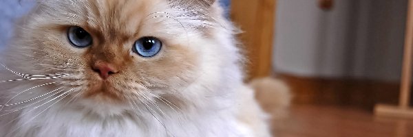 Oczy, Niebieskie, Kot perski