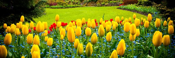 Park Queen Elizabeth, Kanada, Vancouver, Tulipany