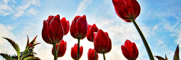 Tulipany, Nieba, Na Tle, Czerwone